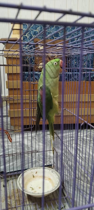 breeder female