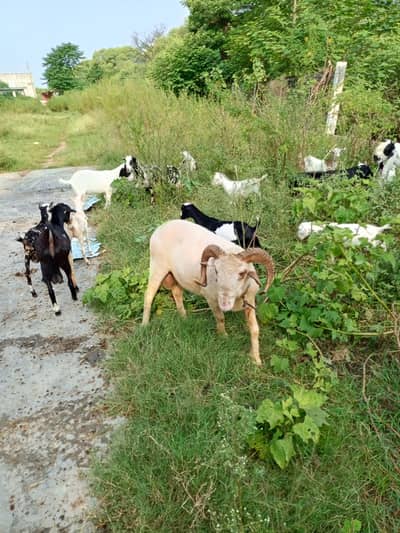 bakra  menda for sale
