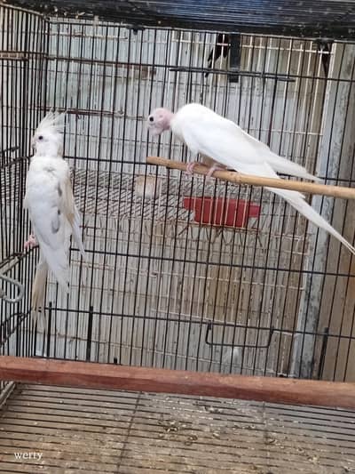 Cocktail pairs for sale
