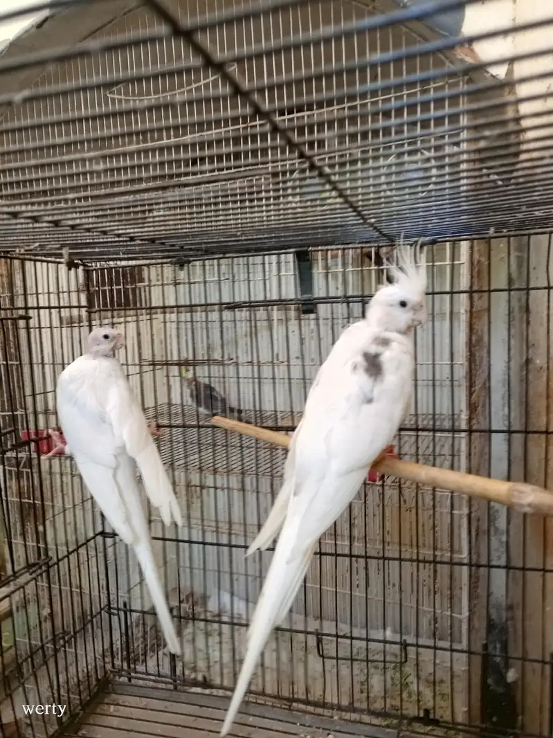 Cocktail pairs for sale — photo 2