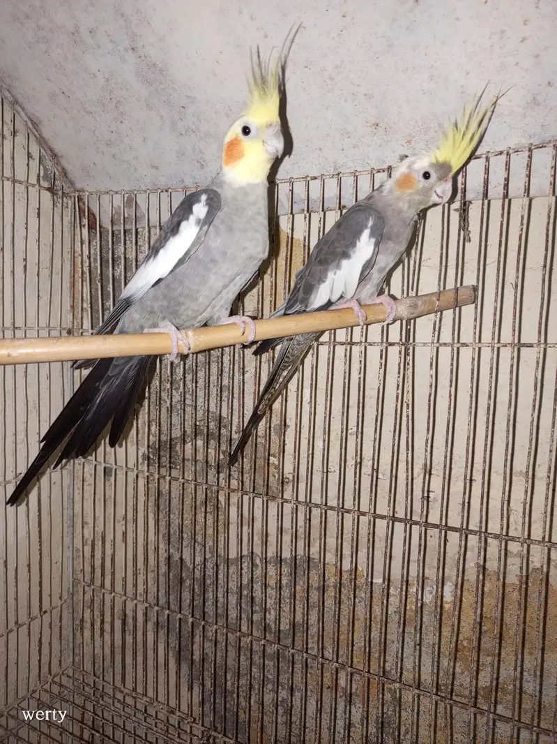 Cocktail pairs for sale — photo 9