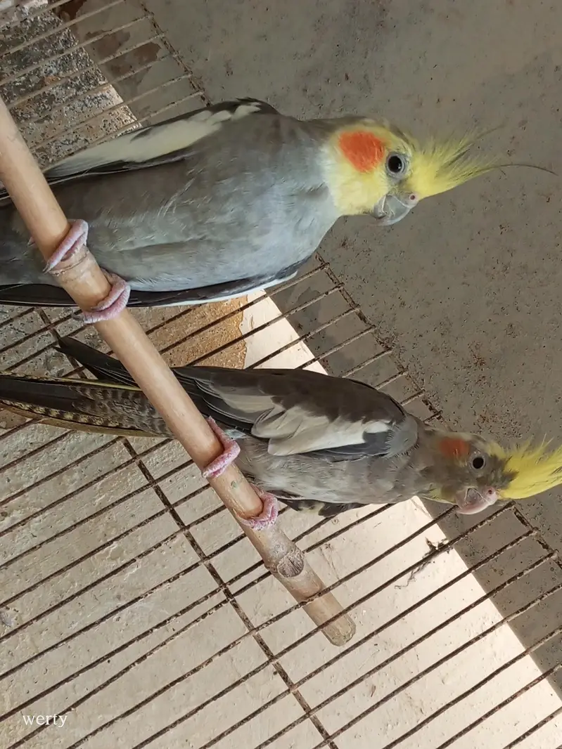 Cocktail pairs for sale — photo 12