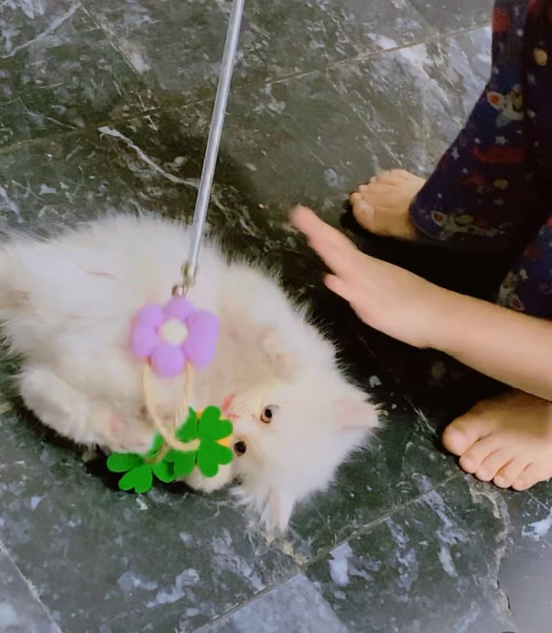 Persian kitten 0