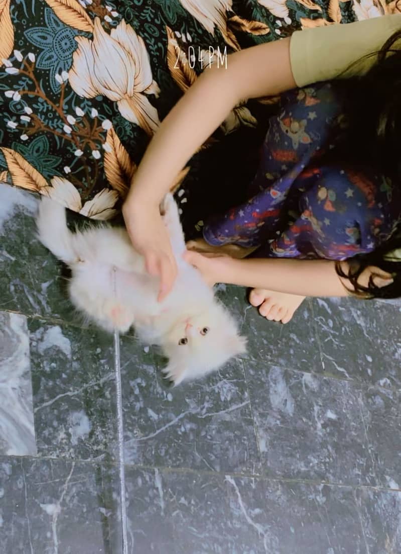 Persian kitten 2