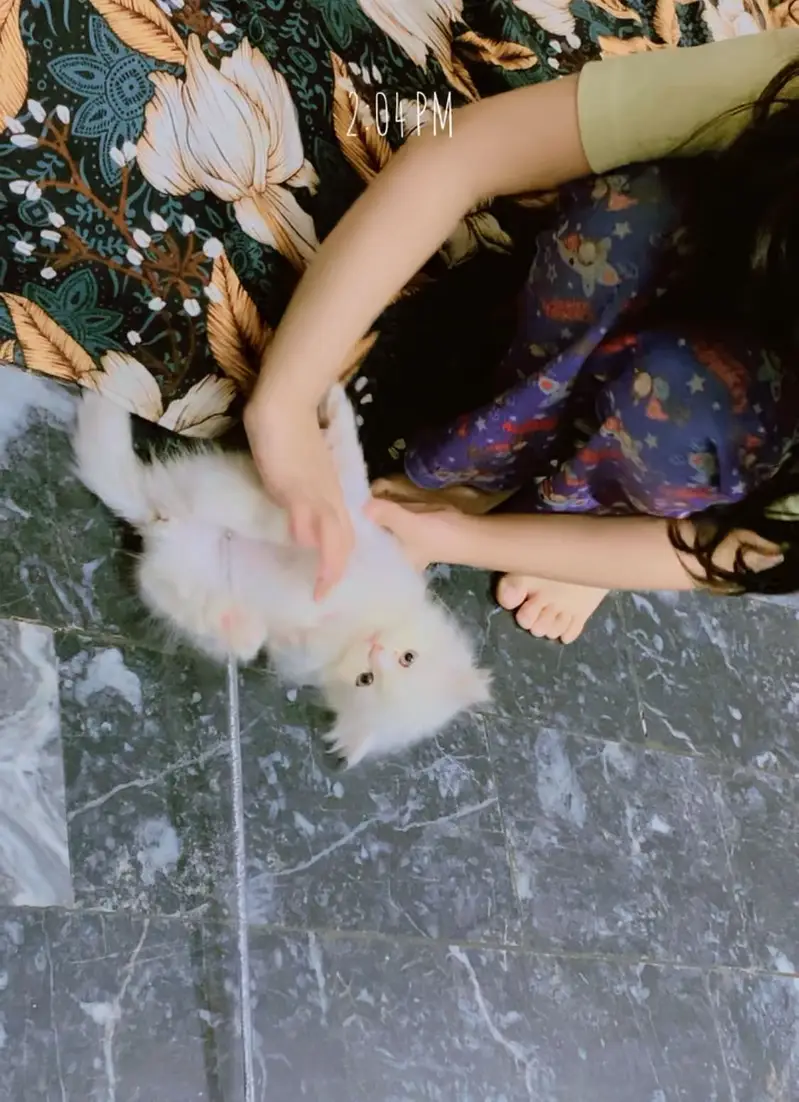 Persian kitten — photo 3