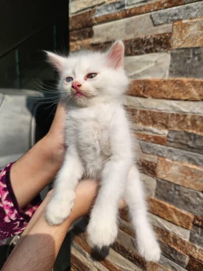 Triple Coated Persian Kittens