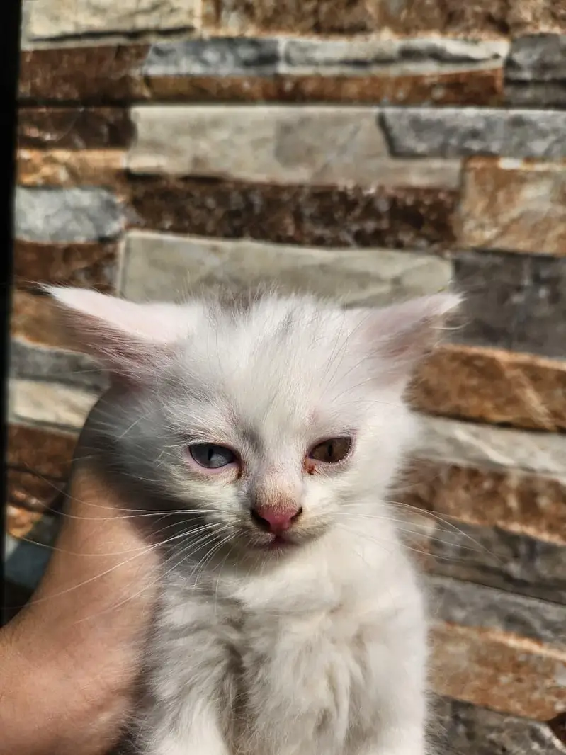Triple Coated Persian Kittens — photo 2
