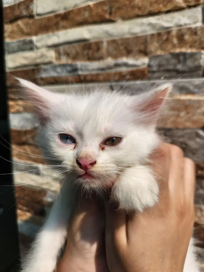 Triple Coated Persian Kittens — photo 3