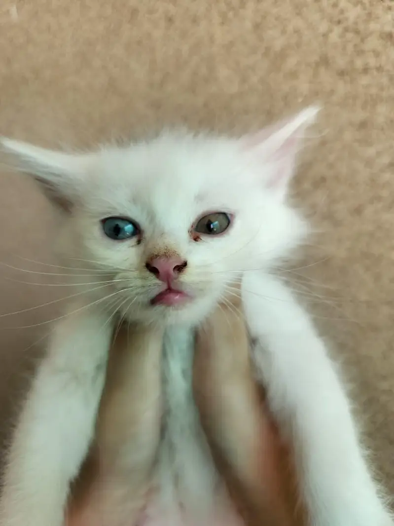 Triple Coated Persian Kittens — photo 4
