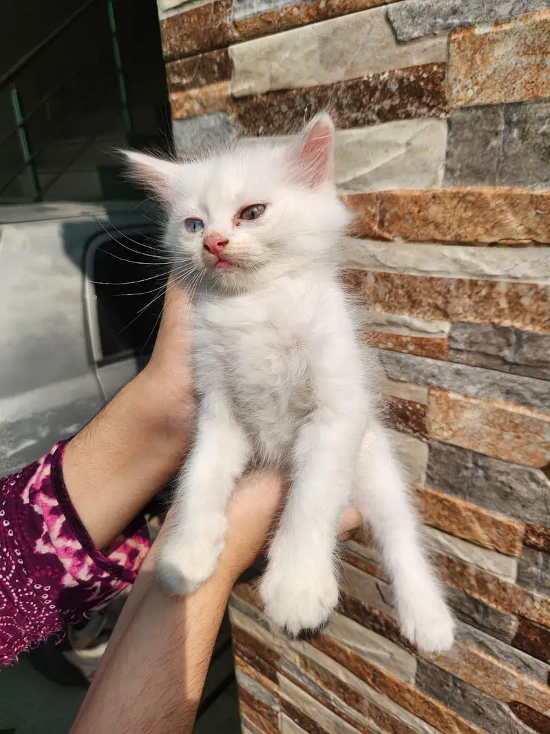 Triple Coated Persian Kittens — photo 5