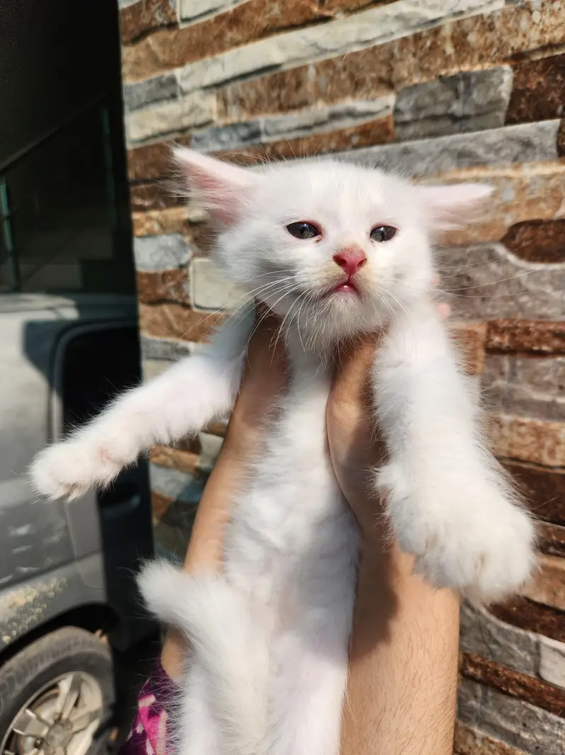Triple Coated Persian Kittens — photo 6