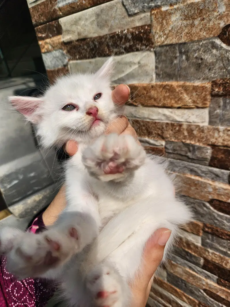Triple Coated Persian Kittens — photo 7