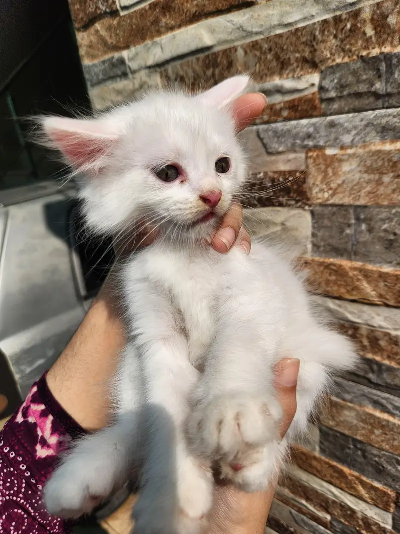 Triple Coated Persian Kittens — photo 8