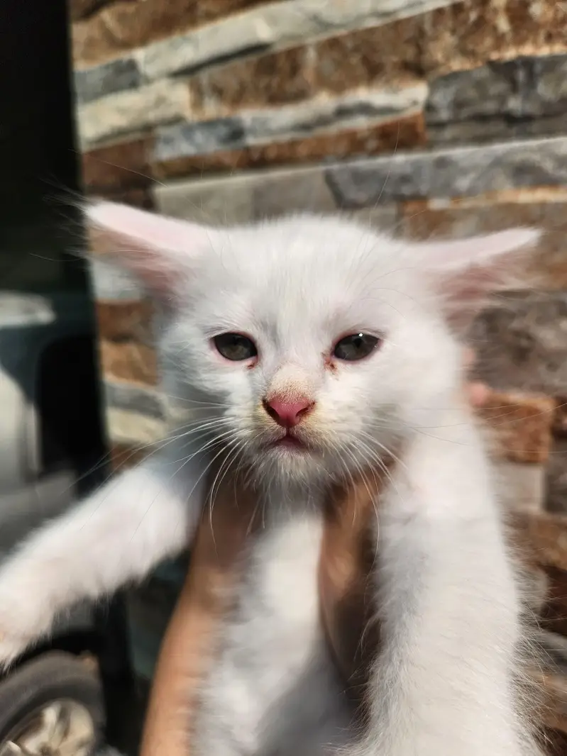 Triple Coated Persian Kittens — photo 9