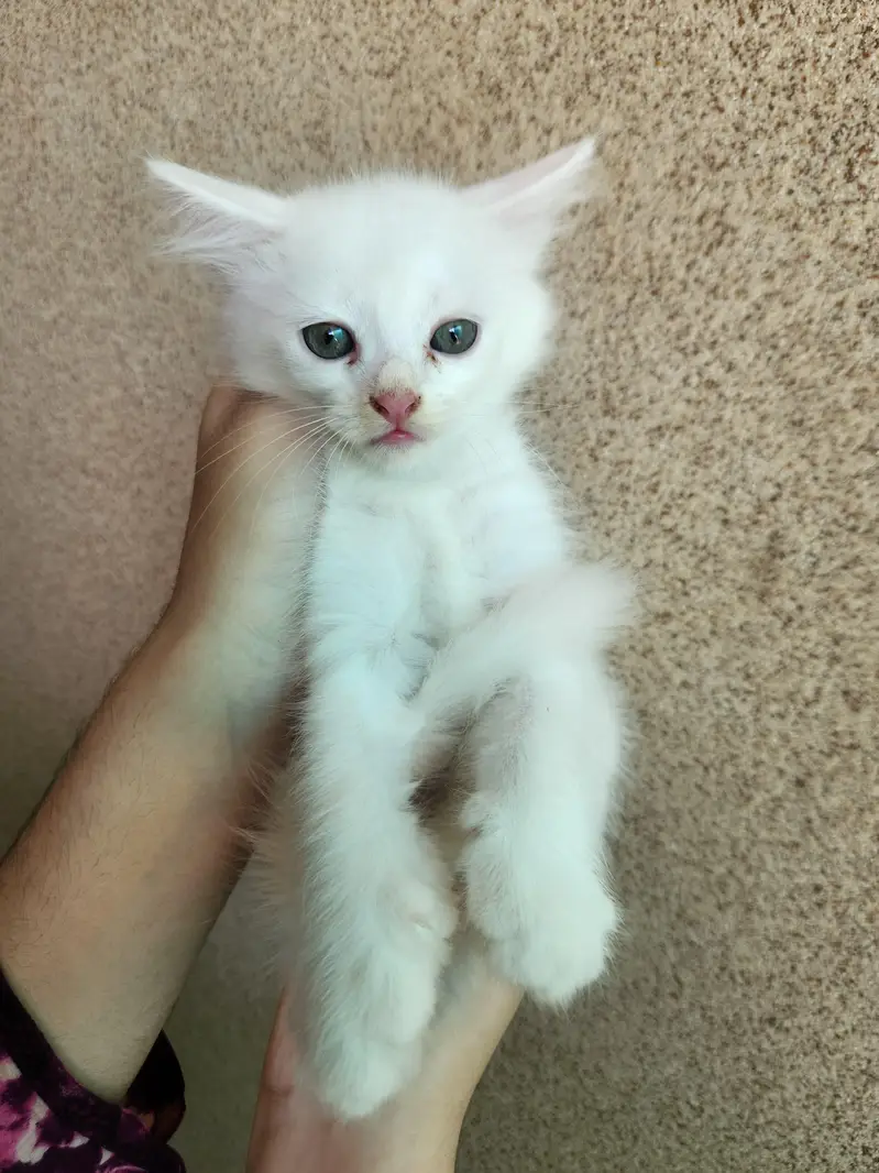 Triple Coated Persian Kittens — photo 10