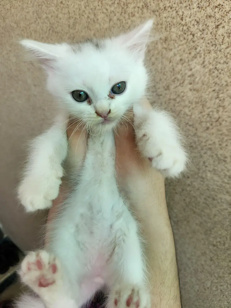 Triple Coated Persian Kittens — photo 11