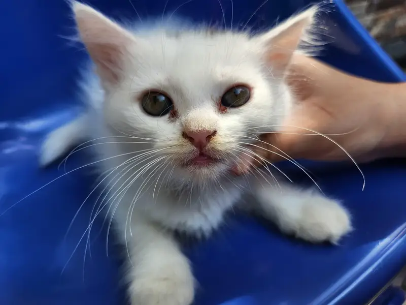 Triple Coated Persian Kittens — photo 12