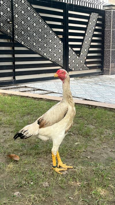 Premium Quality shamo aseel japanese breed for sale Healthy & Active
