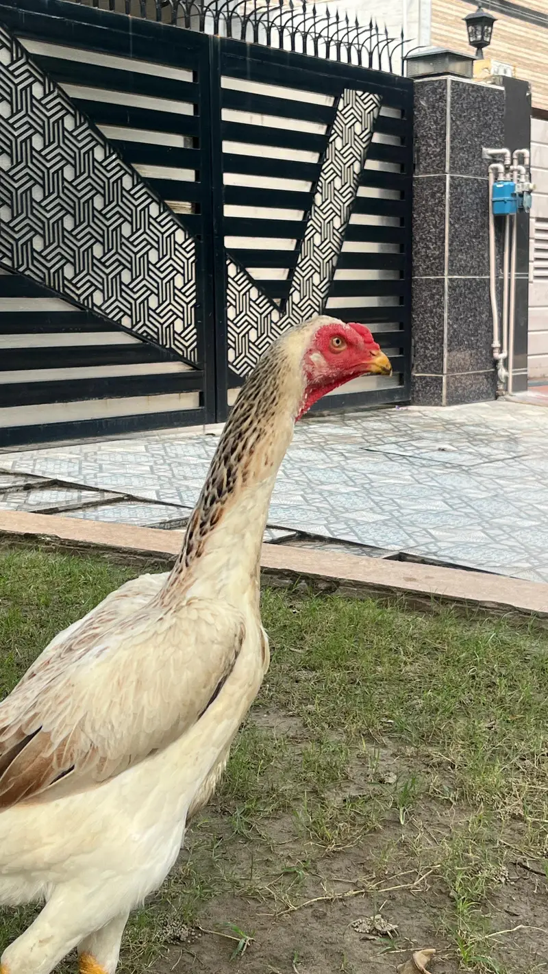 Premium Quality shamo aseel japanese breed for sale Healthy & Active — photo 2