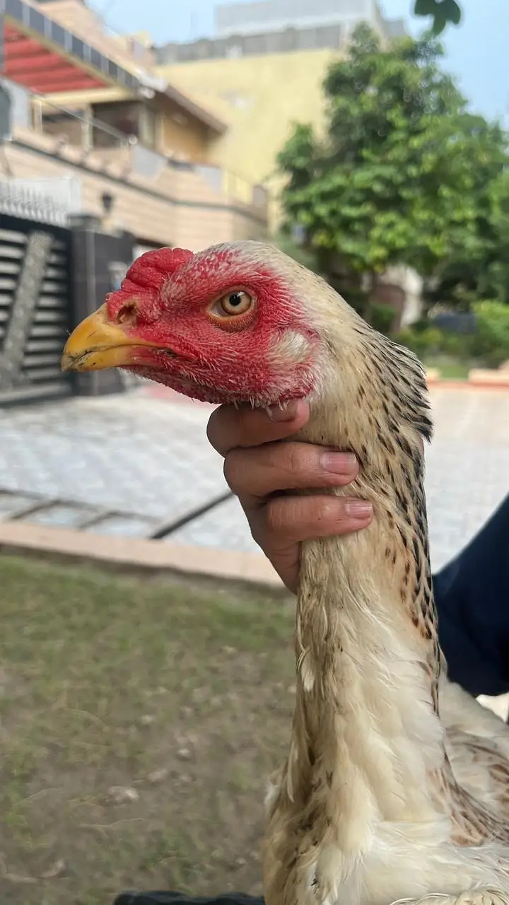 Premium Quality shamo aseel japanese breed for sale Healthy & Active — photo 4