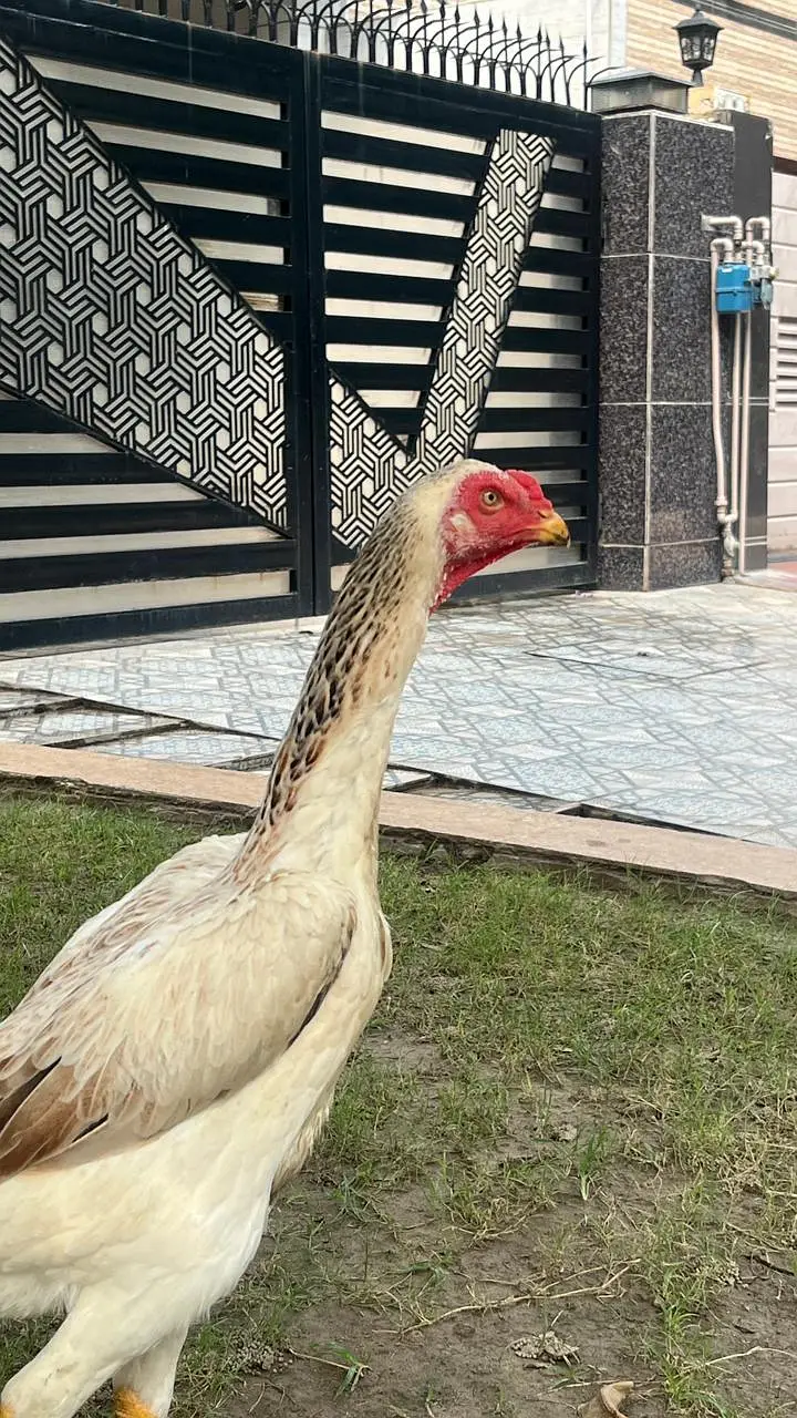 Premium Quality shamo aseel japanese breed for sale Healthy & Active — photo 7