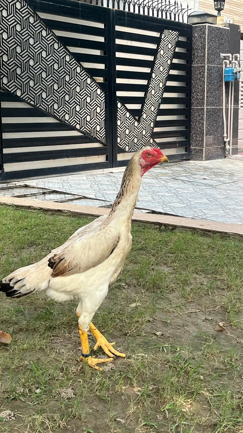 Premium Quality shamo aseel japanese breed for sale Healthy & Active — photo 8