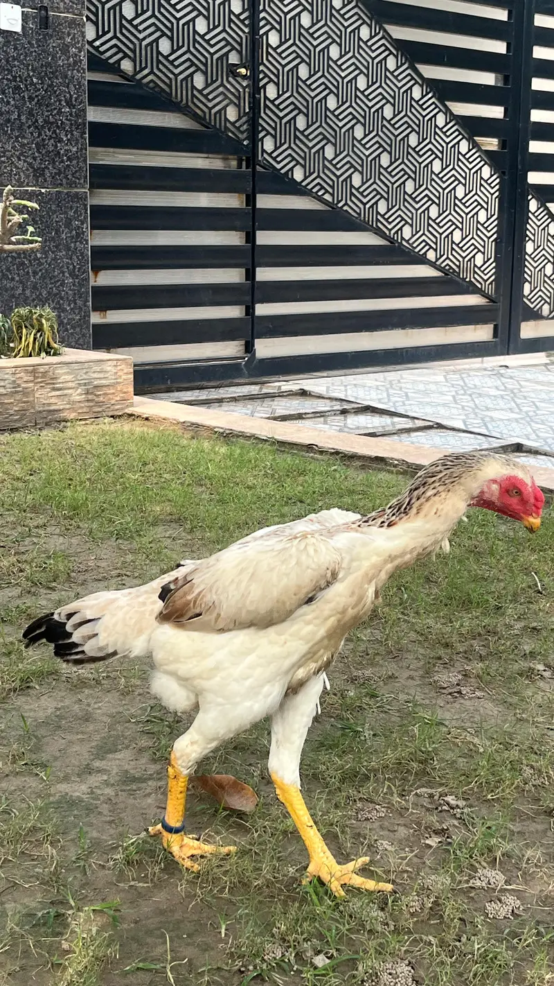 Premium Quality shamo aseel japanese breed for sale Healthy & Active — photo 9