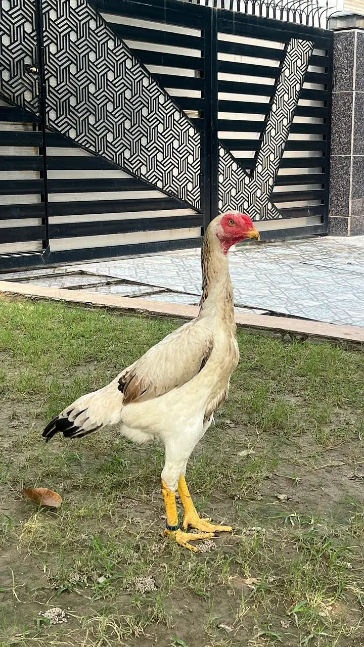 Premium Quality shamo aseel japanese breed for sale Healthy & Active — photo 10
