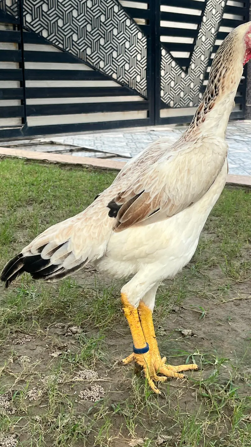 Premium Quality shamo aseel japanese breed for sale Healthy & Active — photo 11
