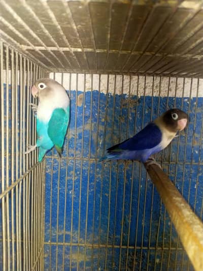 Mix Lovebird