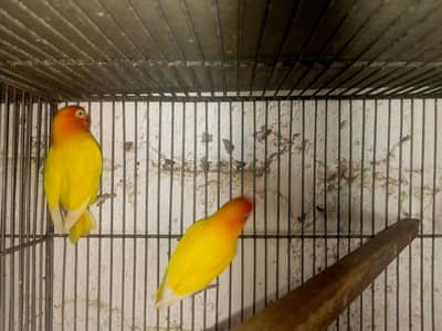 Breeder lovebird
