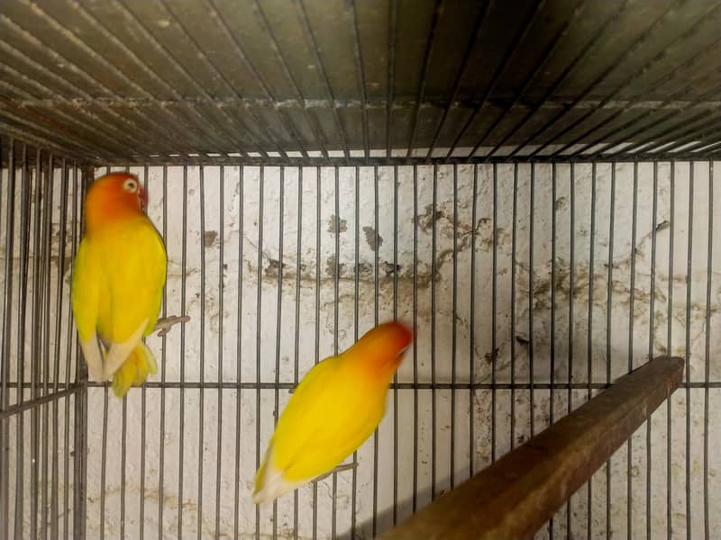Breeder lovebird 1