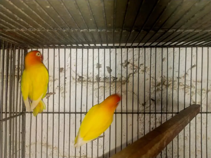 Mix Lovebird — photo 2