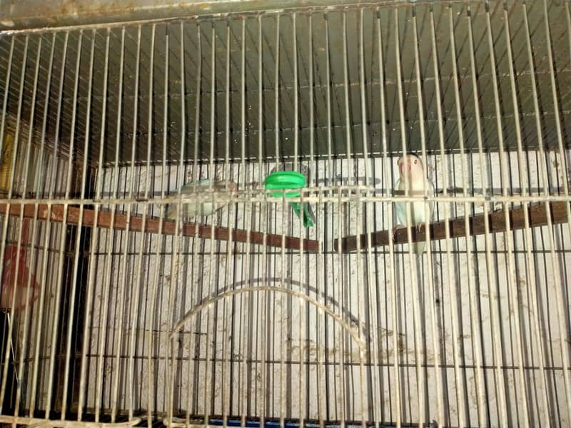 Breeder lovebird 2