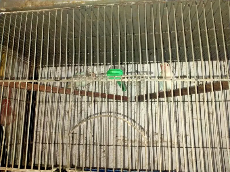 Mix Lovebird — photo 3