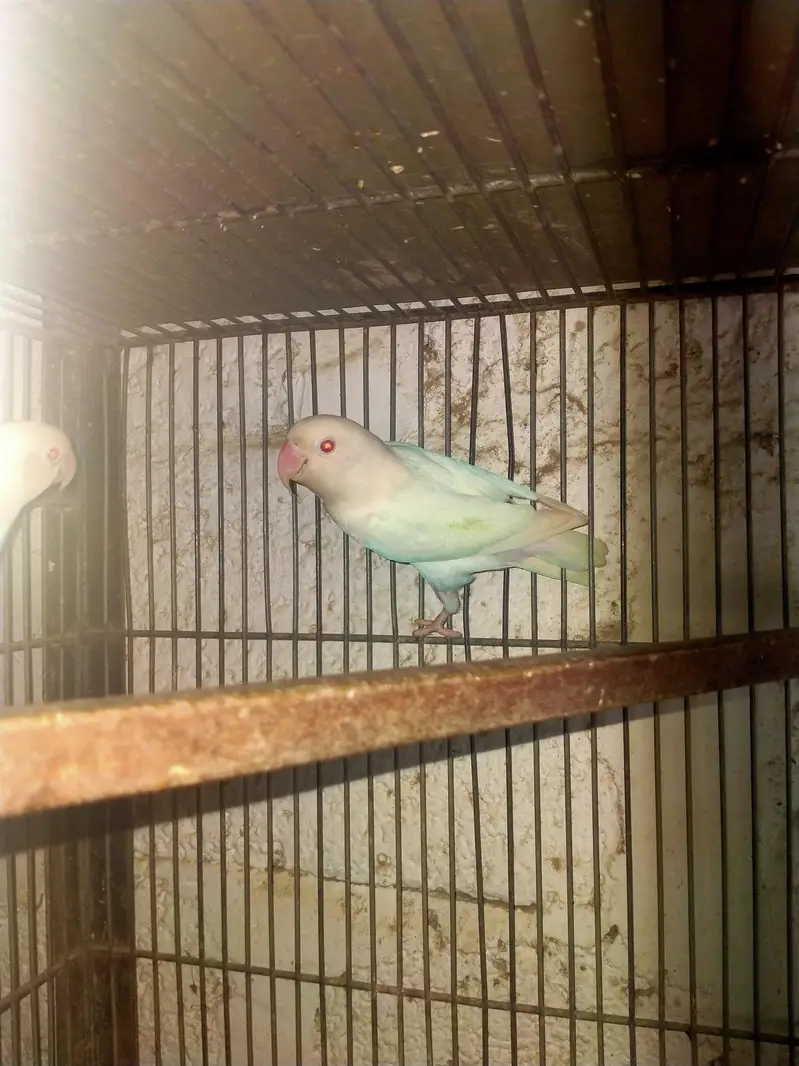 Mix Lovebird — photo 4