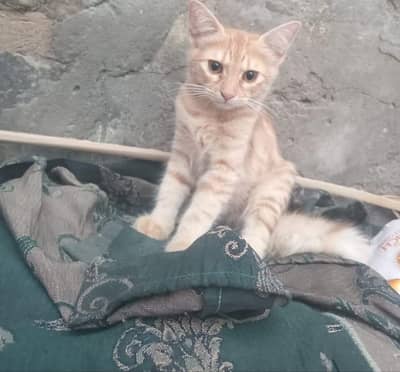 Kittens for Adoption