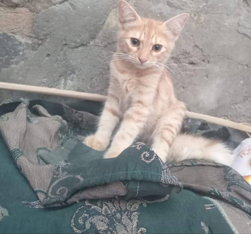 Kittens for Adoption 0