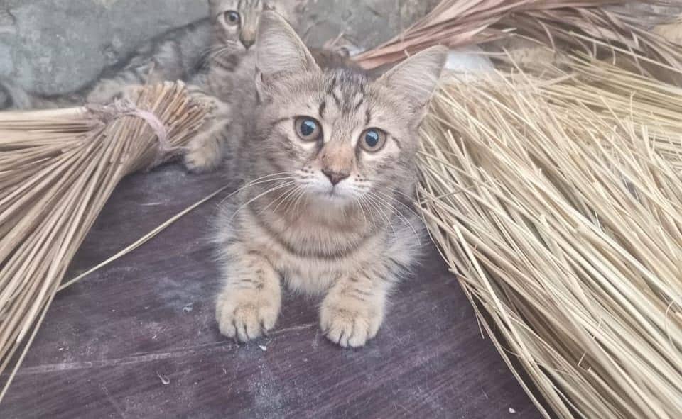 Kittens for Adoption 1