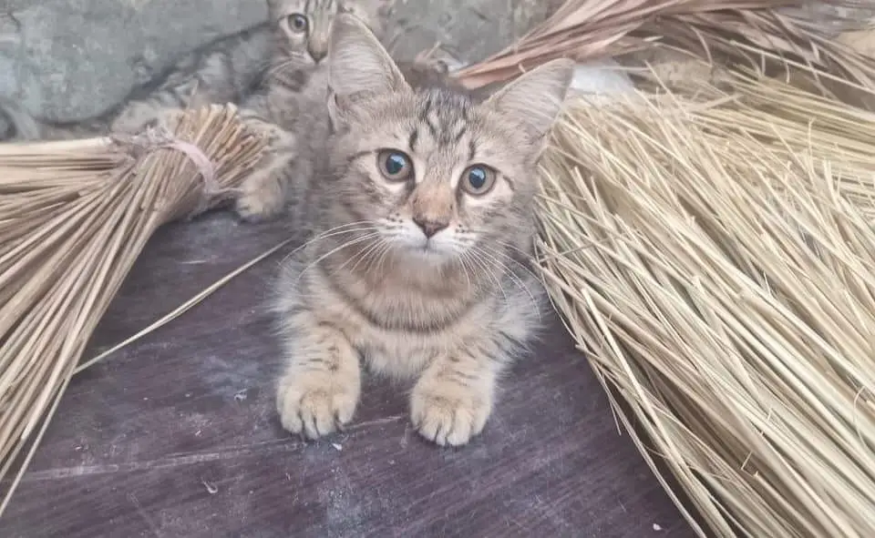 Kittens for Adoption — photo 2