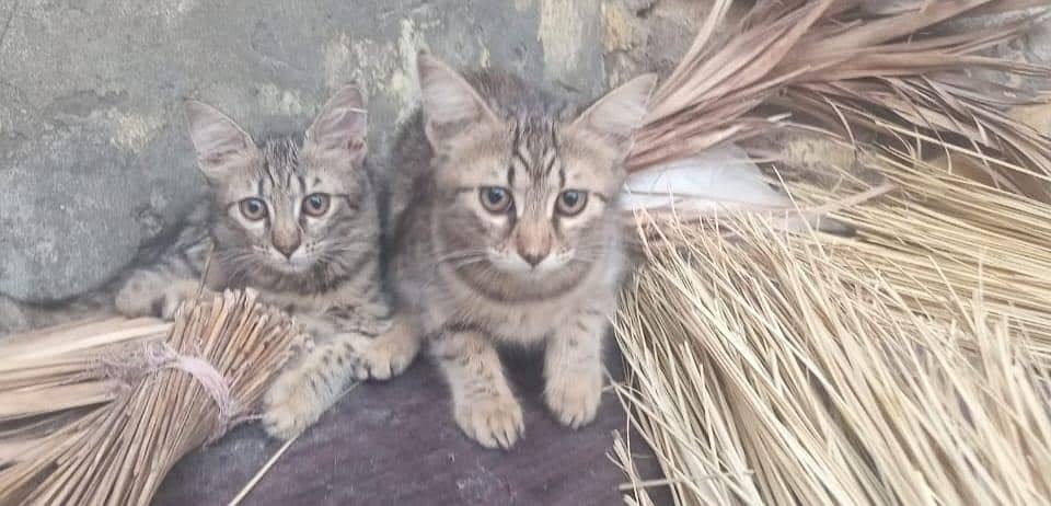 Kittens for Adoption 2