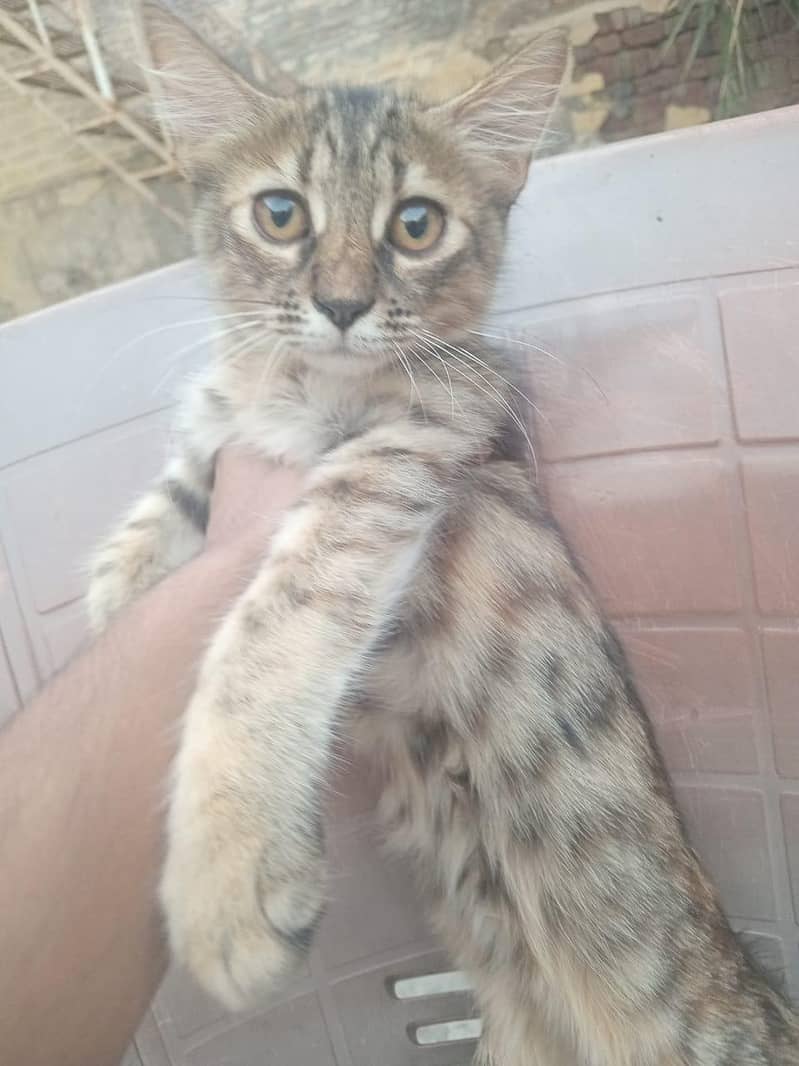 Kittens for Adoption 3