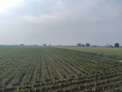 80 KANAL AGRI AND COMMERCIAL LAND MAIN CHWOK SARWAR SHAHEED TO RANGPUR