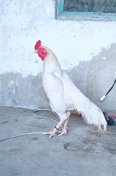 Top Quality Home Breed trayo set 0310.2938013