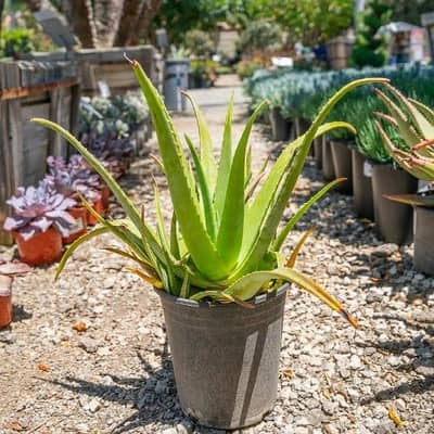 Aloe Vera Plant