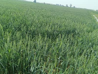 Agricultural Land For Sale In Beautiful Northern Bypass