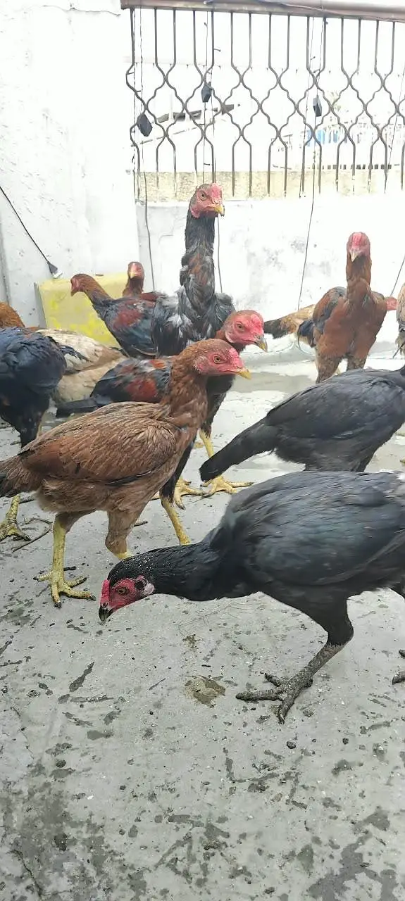 Aseel Jawa Java Aseel hens & Paris — photo 4