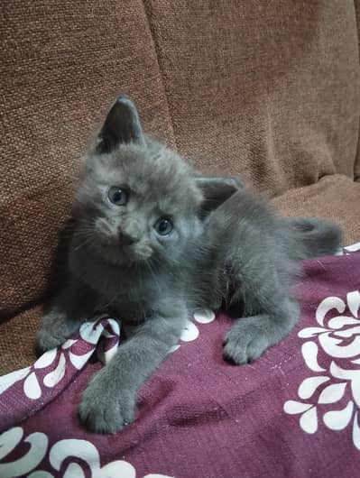 Siamese Grey Kitten