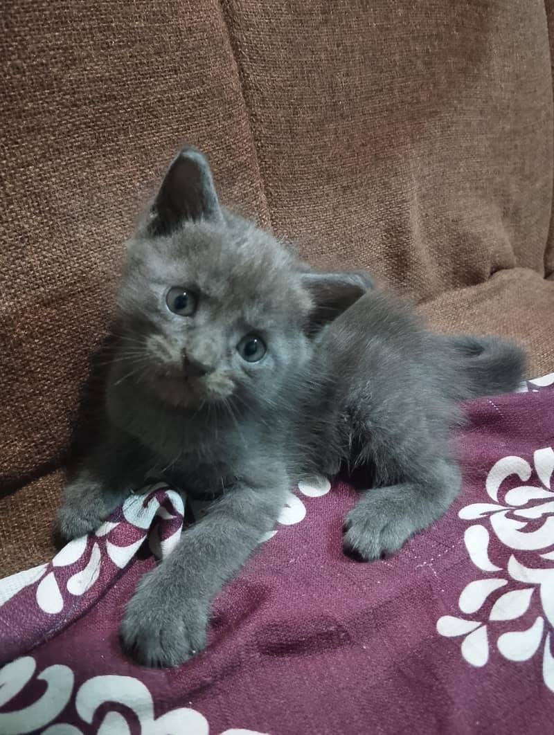 Siamese Grey Kitten 0