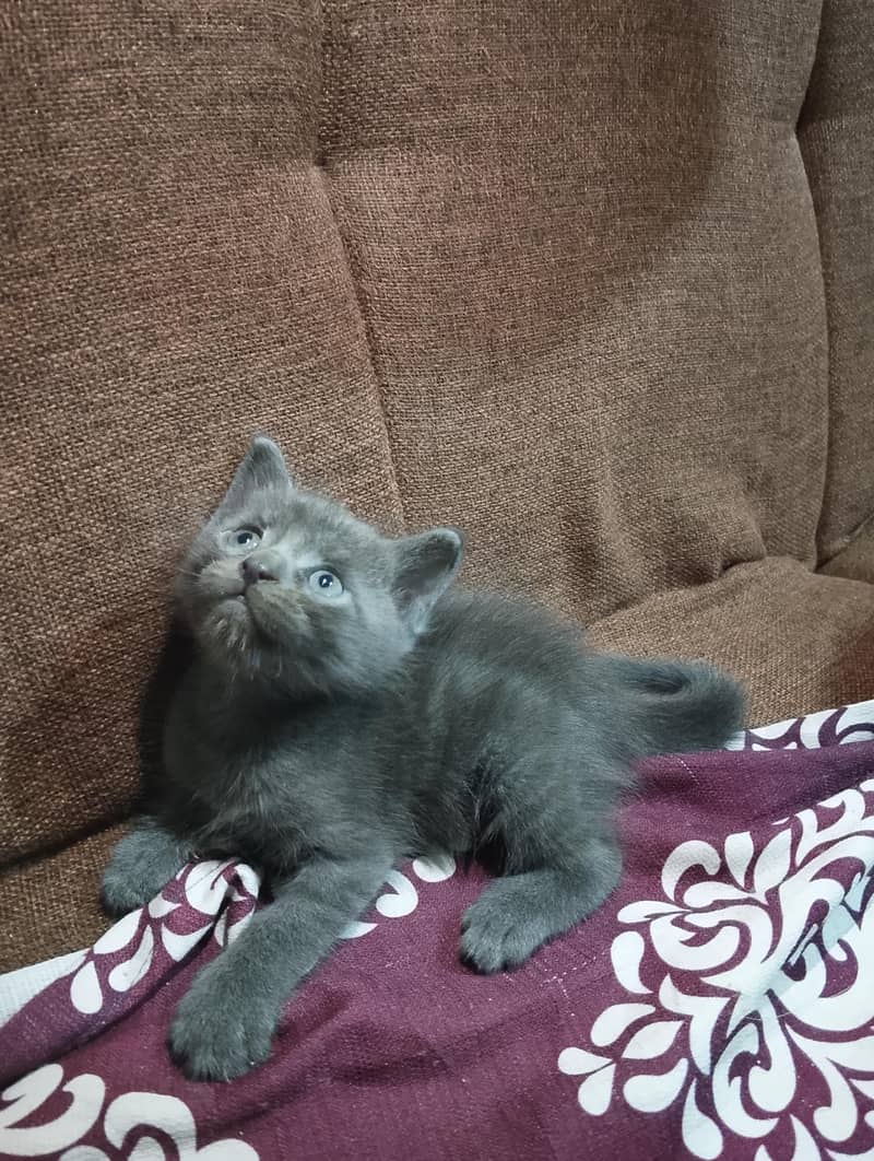 Siamese Grey Kitten 1